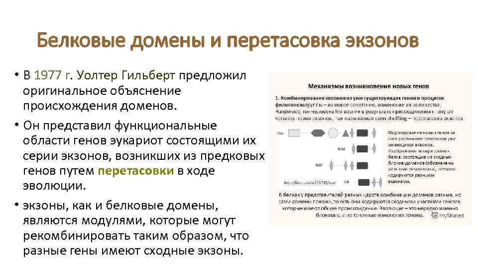 Белковые домены и перетасовка экзонов • В 1977 г. Уолтер Гильберт предложил оригинальное объяснение