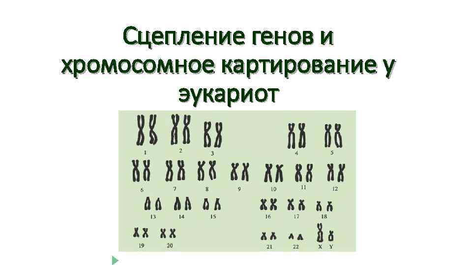 Сцепление генов и хромосомное картирование у эукариот 