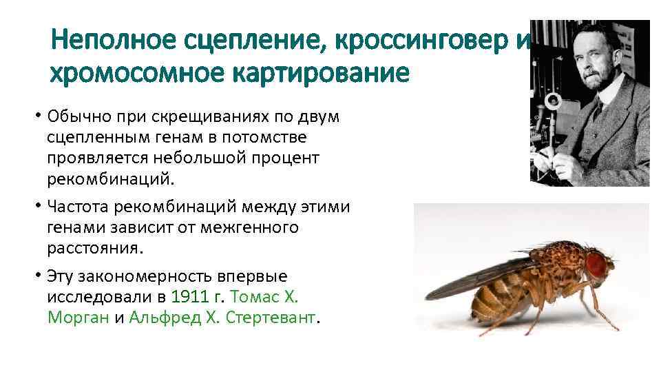 Неполное сцепление, кроссинговер и хромосомное картирование • Обычно при скрещиваниях по двум сцепленным генам