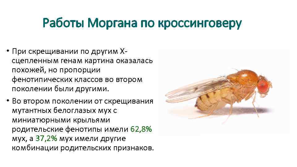 Работы Моргана по кроссинговеру • При скрещивании по другим Хсцепленным генам картина оказалась похожей,