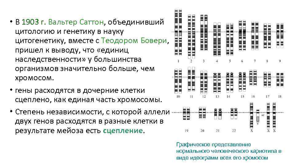 Презентация картирование хромосом