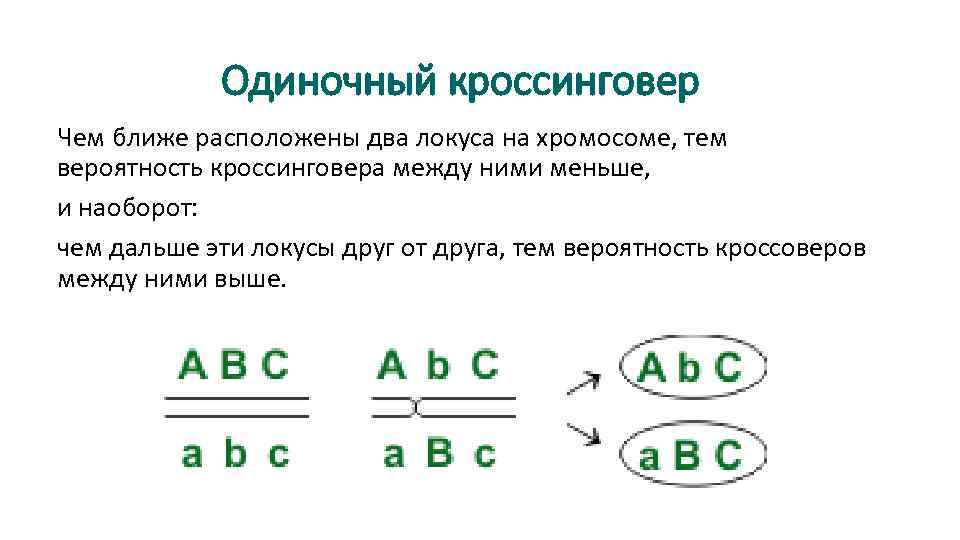 Участки между генами. Вероятность кроссинговера. Факторы влияющие на кроссинговер. Сцепление генов и кроссинговер. Вероятность кроссинговера между генами.