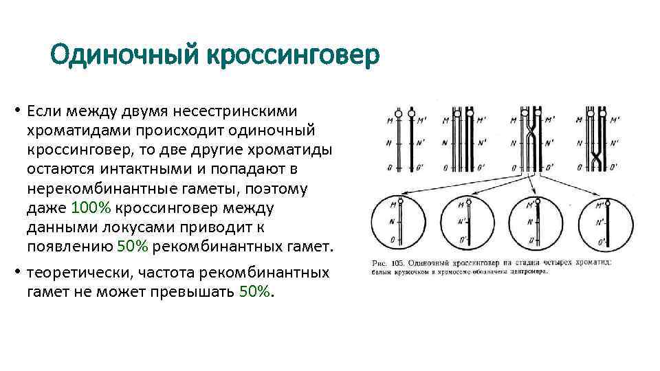 Одиночный кроссинговер • Если между двумя несестринскими хроматидами происходит одиночный кроссинговер, то две другие
