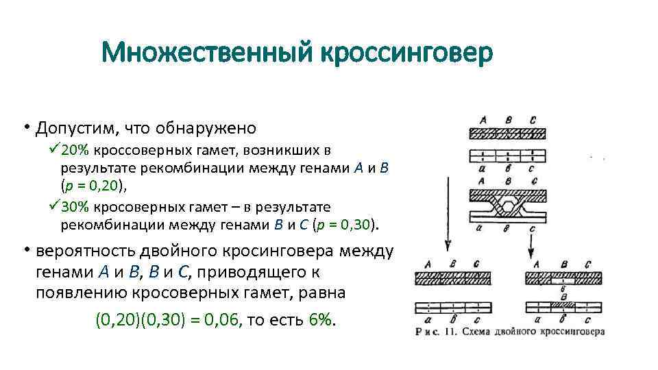 Множественный кроссинговер • Допустим, что обнаружено ü 20% кроссоверных гамет, возникших в результате рекомбинации