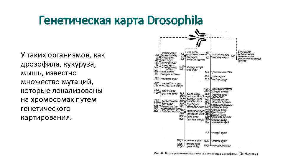 Генетическая карта дрозофилы