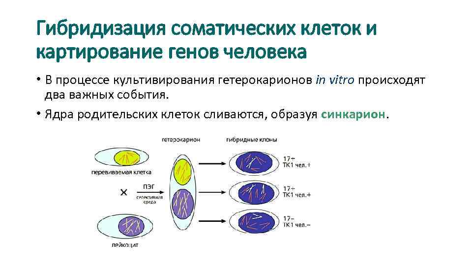 Клеточная и хромосомная инженерия презентация