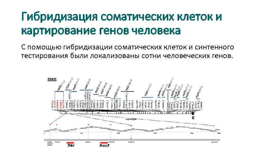 Картирование хромосом. Картирование генома человека. Метод гибридизации соматических клеток при картирование хромосом. Соматическая гибридизация картирование. Картирование биология.