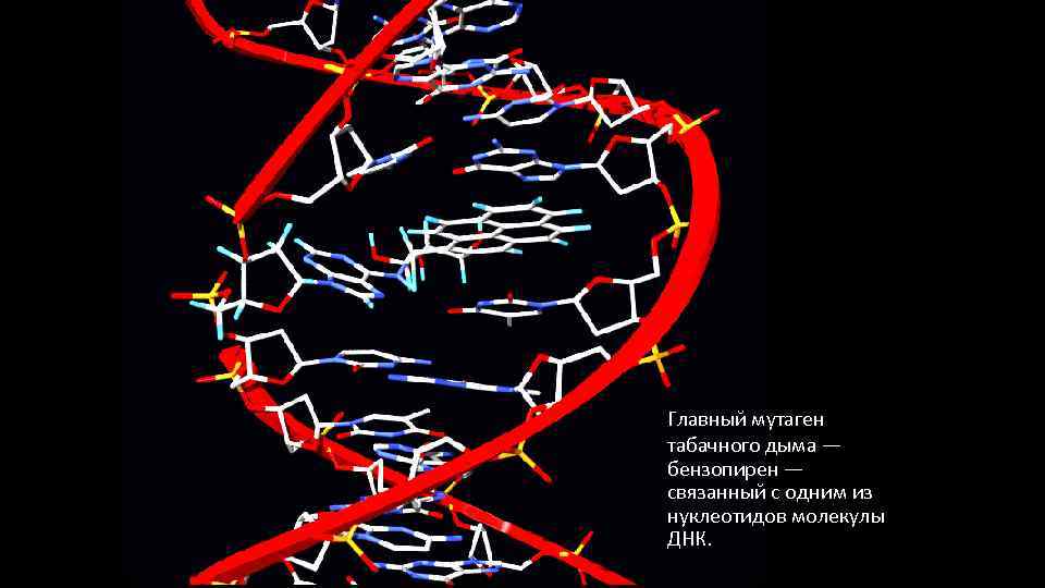 Главный мутаген табачного дыма — бензопирен — связанный с одним из нуклеотидов молекулы ДНК.