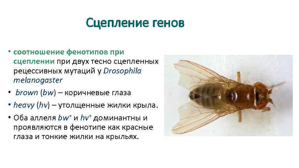 Сцепление генов • соотношение фенотипов при сцеплении при двух тесно сцепленных рецессивных мутаций у