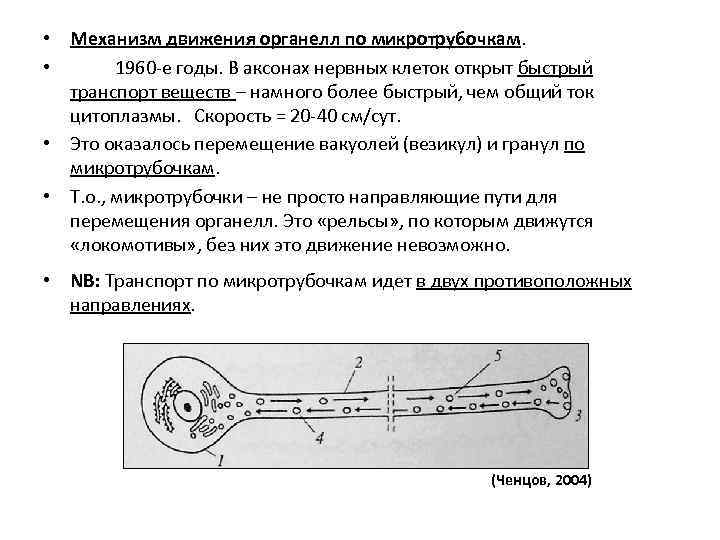  • Механизм движения органелл по микротрубочкам. • 1960 -е годы. В аксонах нервных