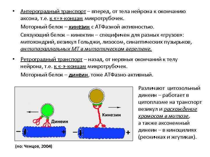  • Антероградный транспорт – вперед, от тела нейрона к окончанию аксона, т. е.