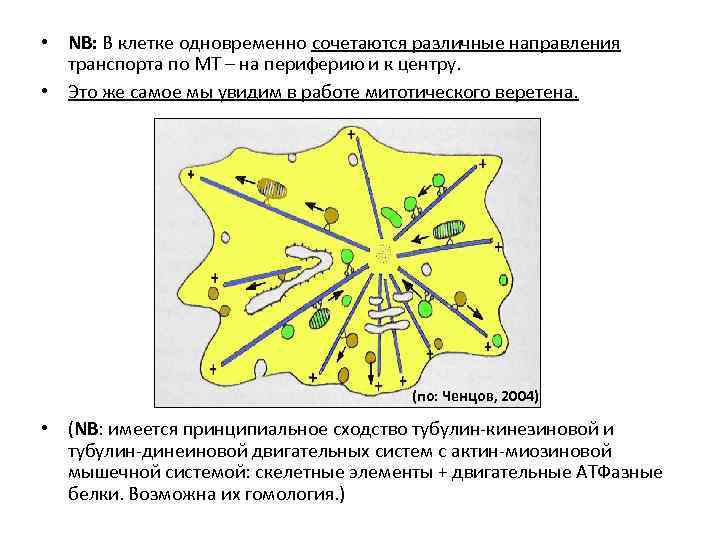  • NB: В клетке одновременно сочетаются различные направления транспорта по МТ – на