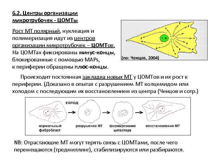 6. 2. Центры организации микротрубочек - ЦОМТы Рост МТ полярный, нуклеация и полимеризация идут