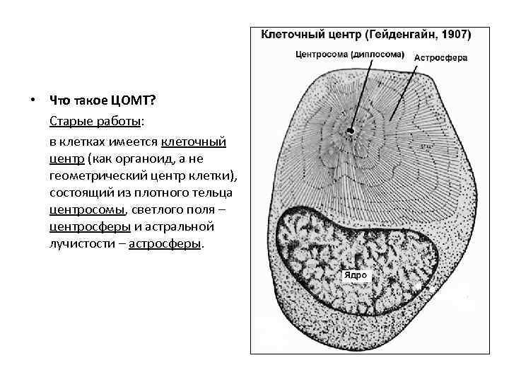  • Что такое ЦОМТ? Старые работы: в клетках имеется клеточный центр (как органоид,