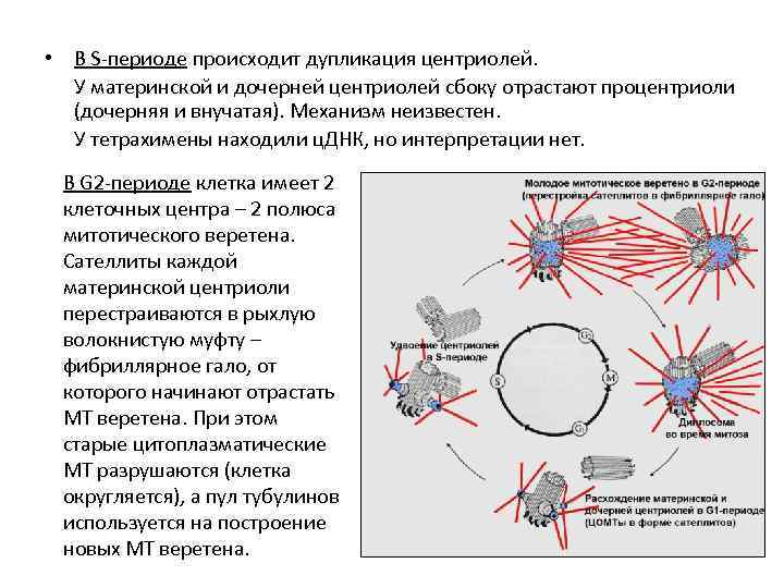 Удвоение центриолей происходит в период. Дупликация центриолей. Материнская и дочерняя центриоли. Дочерняя центриоль. Дубликация центриолей.