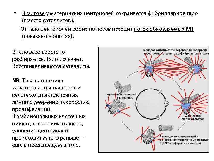  • В митозе у материнских центриолей сохраняется фибриллярное гало (вместо сателлитов). От гало