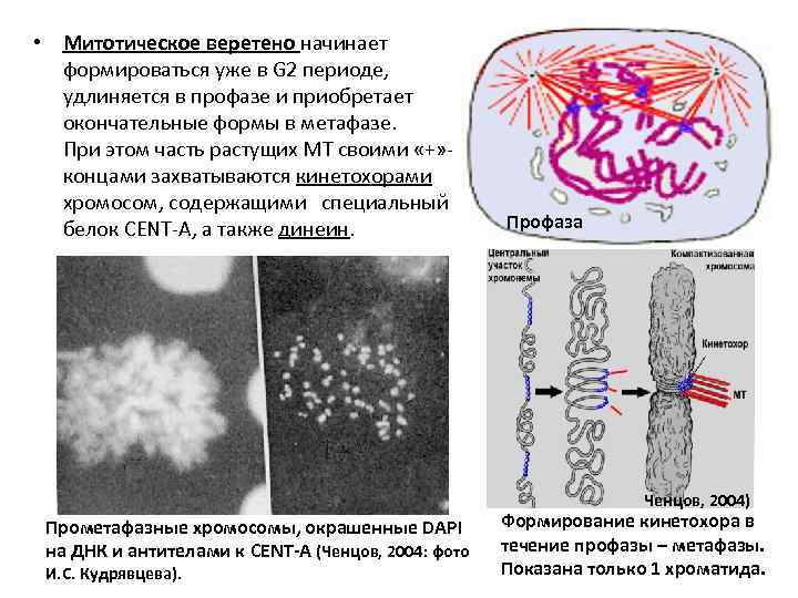  • Митотическое веретено начинает формироваться уже в G 2 периоде, удлиняется в профазе