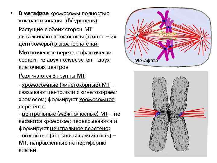  • В метафазе хромосомы полностью компактизованы (IV уровень). Растущие с обеих сторон МТ