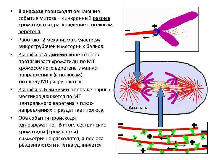  • • • В анафазе происходят решающие события митоза – синхронный разрыв хроматид