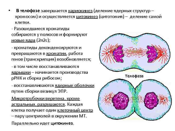  • В телофазе завершается кариокинез (деление ядерных структур – хромосом) и осуществляется цитокинез