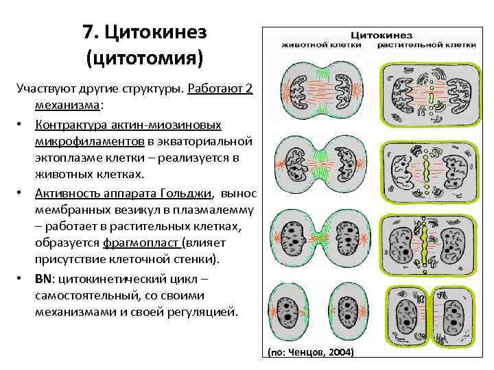 Цитокинез это в биологии