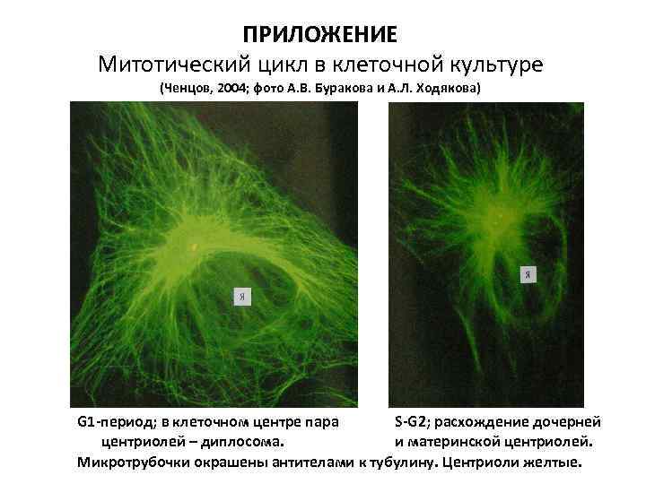 ПРИЛОЖЕНИЕ Митотический цикл в клеточной культуре (Ченцов, 2004; фото А. В. Буракова и А.