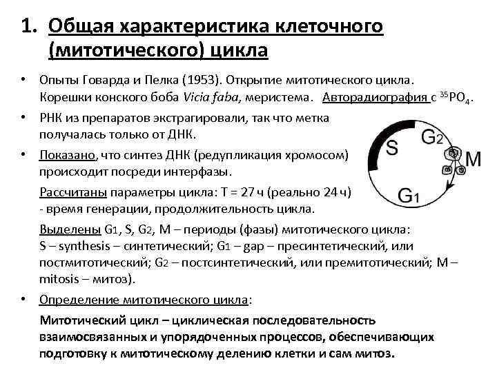 1. Общая характеристика клеточного (митотического) цикла • Опыты Говарда и Пелка (1953). Открытие митотического