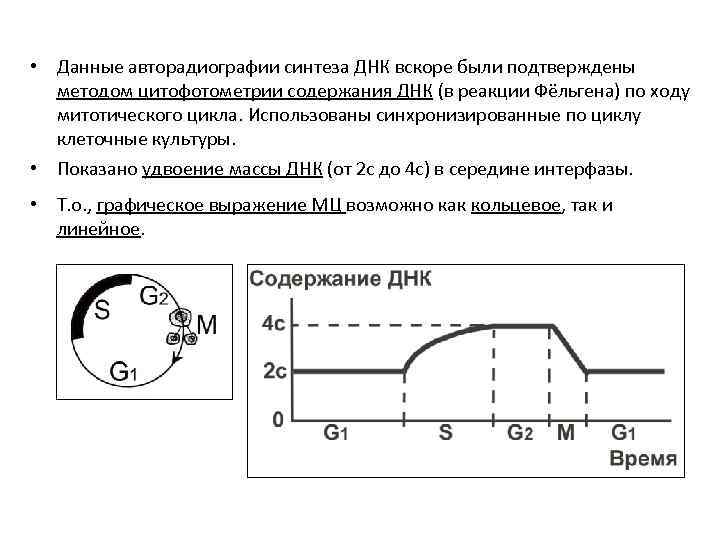  • Данные авторадиографии синтеза ДНК вскоре были подтверждены методом цитофотометрии содержания ДНК (в