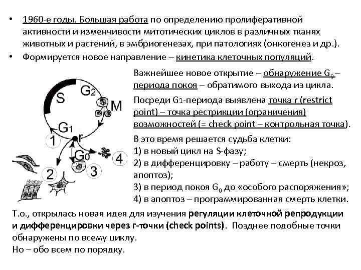  • 1960 -е годы. Большая работа по определению пролиферативной активности и изменчивости митотических