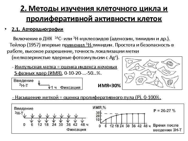2. Методы изучения клеточного цикла и пролиферативной активности клеток • 2. 1. Авторадиография Включение