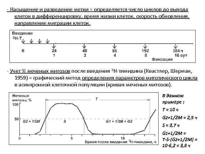 - Насыщение и разведение метки = определяется число циклов до выхода клеток в дифференцировку,
