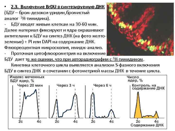  • 2. 3. Включение Br. DU в синтезируемую ДНК (БДУ – бром-дезокси-уридин, бромистый
