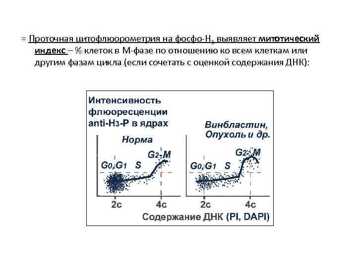 = Проточная цитофлюорометрия на фосфо-Н 3 выявляет митотический индекс – % клеток в М-фазе