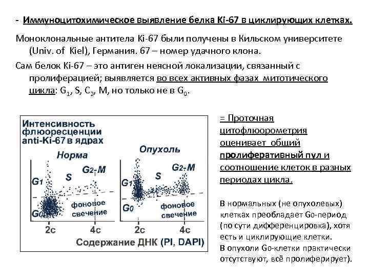 - Иммуноцитохимическое выявление белка Ki-67 в циклирующих клетках. Моноклональные антитела Ki-67 были получены в