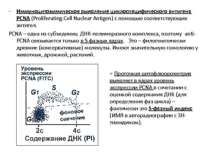 - Иммуноцитохимическое выявление циклоспецифического антигена PCNA (Proliferating Cell Nuclear Antigen) с помощью соответствующих антител.