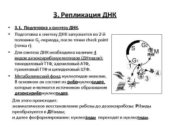 3. Репликация ДНК • 3. 1. Подготовка к синтезу ДНК. • Подготовка к синтезу