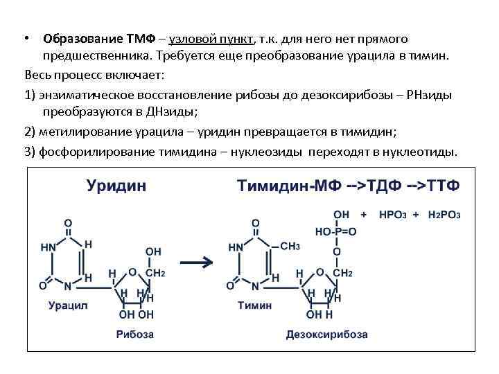  • Образование ТМФ – узловой пункт, т. к. для него нет прямого предшественника.