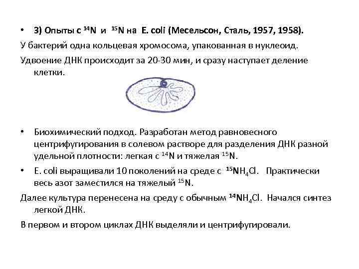  • 3) Опыты c 14 N и 15 N на E. coli (Месельсон,