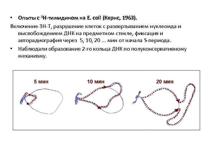  • Опыты с 3 Н-тимидином на E. сoli (Кернс, 1963). Включение 3 Н-Т,