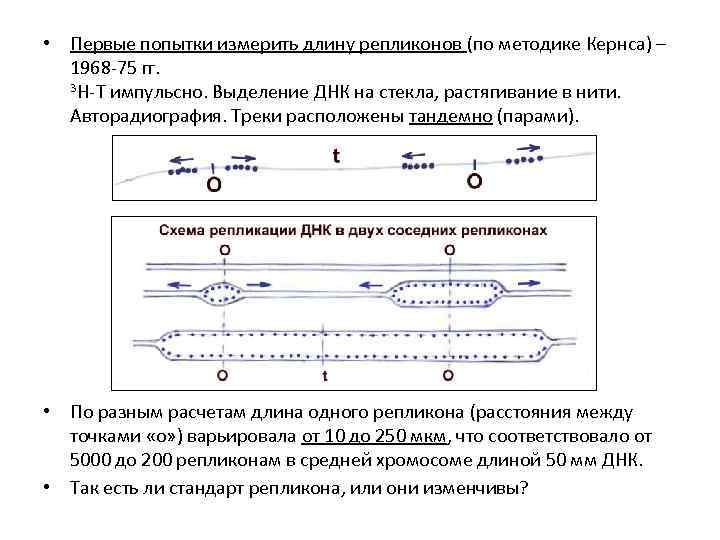  • Первые попытки измерить длину репликонов (по методике Кернса) – 1968 -75 гг.