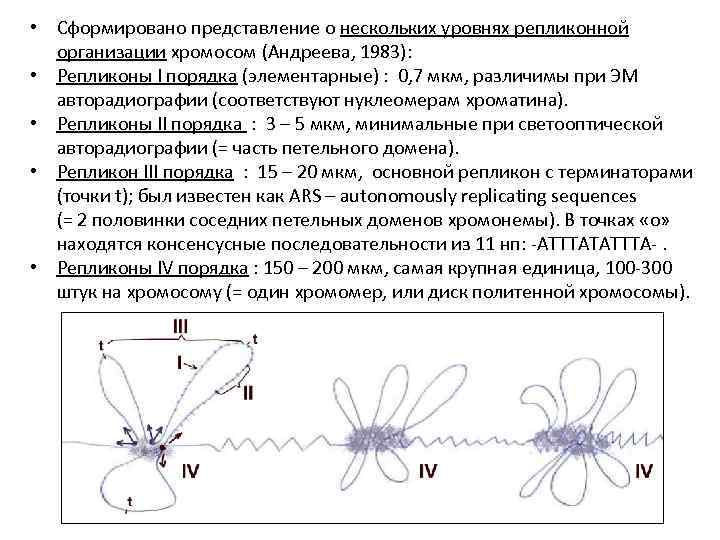  • Сформировано представление о нескольких уровнях репликонной организации хромосом (Андреева, 1983): • Репликоны