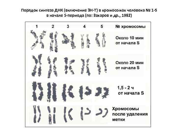 Порядок синтеза ДНК (включение 3 Н-Т) в хромосомах человека № 1 -5 в начале