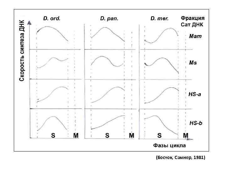 (Босток, Самнер, 1981) 