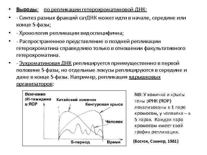  • Выводы: по репликации гетерохроматиновой ДНК: • - Синтез разных фракций сат. ДНК