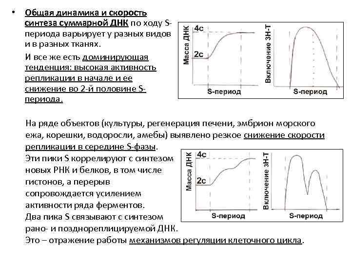  • Общая динамика и скорость синтеза суммарной ДНК по ходу Sпериода варьирует у