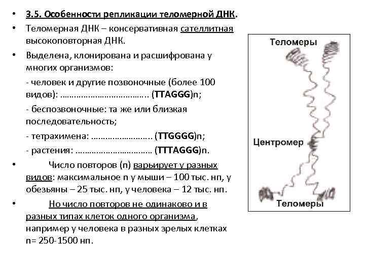  • 3. 5. Особенности репликации теломерной ДНК. • Теломерная ДНК – консервативная сателлитная