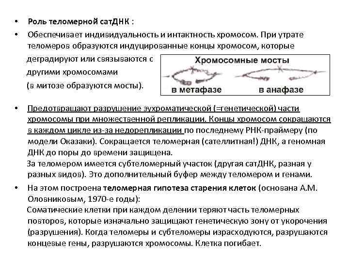 Роль теломерной сат. ДНК : Обеспечивает индивидуальность и интактность хромосом. При утрате теломеров образуются