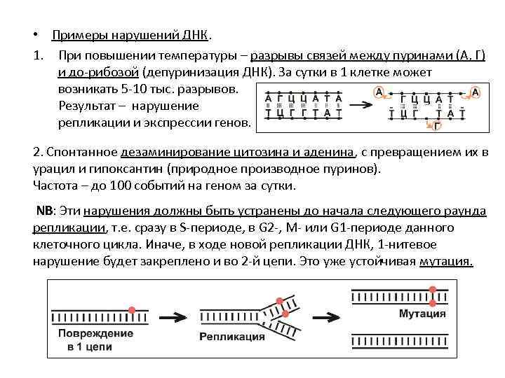  • Примеры нарушений ДНК. 1. При повышении температуры – разрывы связей между пуринами