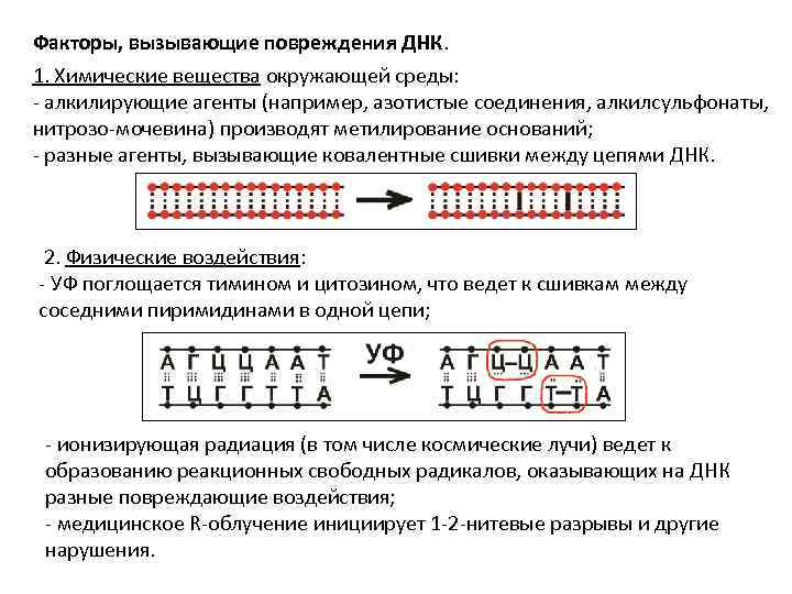 Факторы, вызывающие повреждения ДНК. 1. Химические вещества окружающей среды: - алкилирующие агенты (например, азотистые