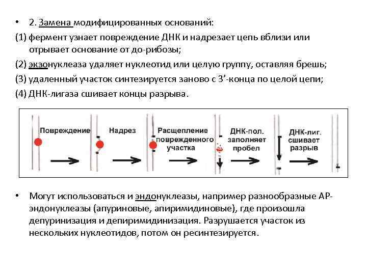  • 2. Замена модифицированных оснований: (1) фермент узнает повреждение ДНК и надрезает цепь